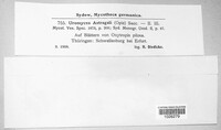 Uromyces pisi-sativi image